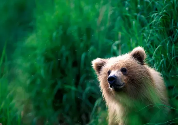 Framed Print : USA, Alaska, Katmai National Park, Grizzly Bear cub (Ursus arctos) peers through Framed Print : USA, Alaska, Katmai National Park, Grizzly Bear cub (Ursus arctos) peers through