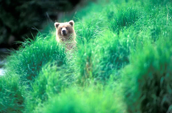 USA, Alaska, Katmai National Park, Grizzly Bear cub (Ursus arctos) peers through