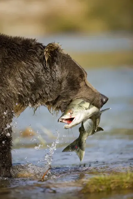 Framed Print : USA, Alaska, Katmai National Park, Kinak Bay, Brown Bear (Ursus arctos) carries spawning