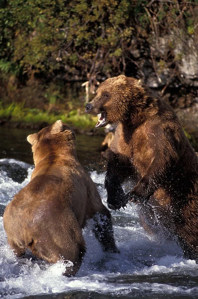 USA, Alaska, Katmai National Park, Grizzly Bears (Ursus arctos) fight over fishing