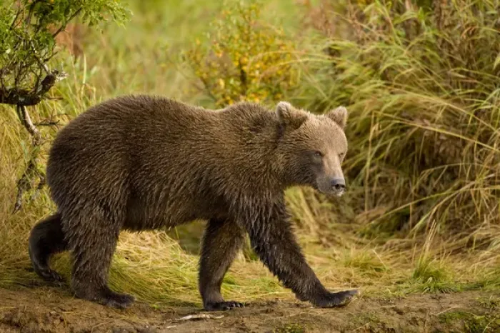 Framed Print : USA, Alaska, Katmai National Park, Kinak Bay, Brown Bear (Ursus arctos) walking along Framed Print : USA, Alaska, Katmai National Park, Kinak Bay, Brown Bear (Ursus arctos) walking along