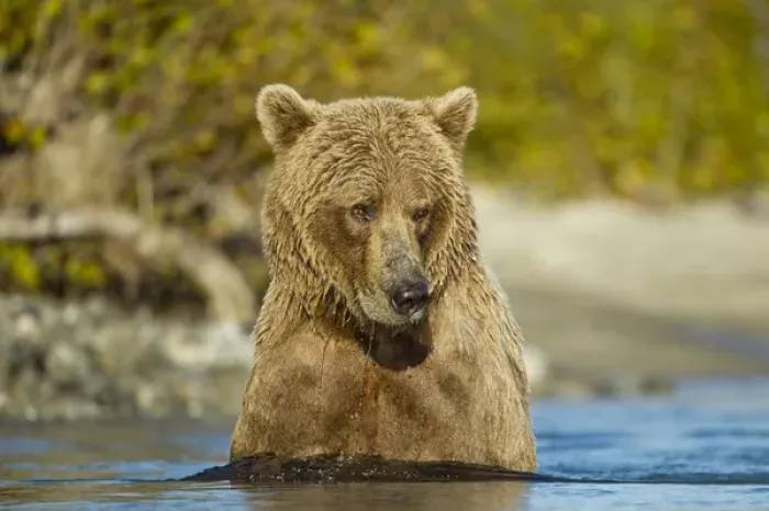 Framed Print : USA, Alaska, Katmai National Park, Adult Grizzly Bear Sow (Ursus arctos) swimming Framed Print : USA, Alaska, Katmai National Park, Adult Grizzly Bear Sow (Ursus arctos) swimming