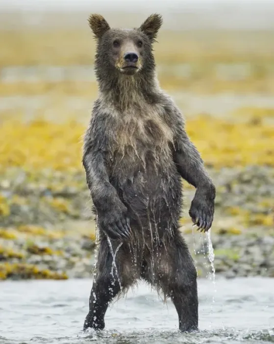 Framed Print : USA, Alaska, Katmai National Park, Grizzly Bear yearling cub (Ursus arctos) stands Framed Print : USA, Alaska, Katmai National Park, Grizzly Bear yearling cub (Ursus arctos) stands
