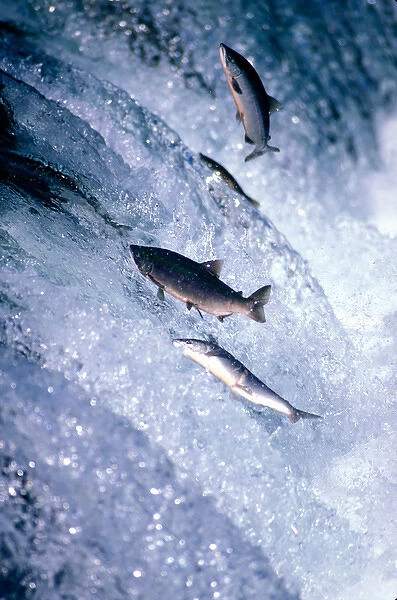 USA, Alaska, Katmai National Park, Sockeye (Red) Salmon (Oncorhynchus nerka) spawning