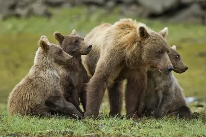 Framed Print : USA, Alaska, Katmai National Park, Grizzly Bear Sow (Ursus arctos) stands with cubs Framed Print : USA, Alaska, Katmai National Park, Grizzly Bear Sow (Ursus arctos) stands with cubs