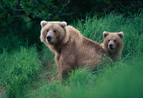 USA, Alaska, Katmai National Park, Grizzly Bear sow and cub (Ursus arctos) in tall