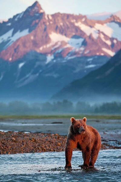 USA, Alaska, Katmai National Park, Grizzly Bear (Ursus arctos) standing in salmon