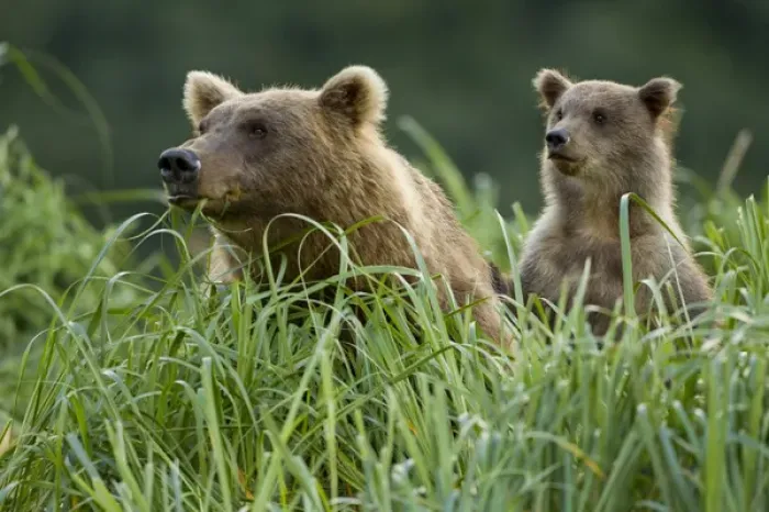 Framed Print : USA, Alaska, Katmai National Park, Grizzly Bear Sow(Ursus arctos) feeding in meadow Framed Print : USA, Alaska, Katmai National Park, Grizzly Bear Sow(Ursus arctos) feeding in meadow