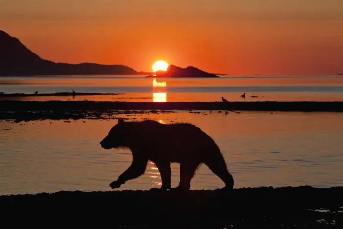 Framed Print : USA, Alaska, Katmai National Park, Grizzly Bear (Ursus arctos), Kukak Bay Framed Print : USA, Alaska, Katmai National Park, Grizzly Bear (Ursus arctos), Kukak Bay
