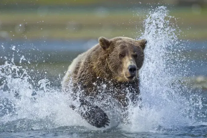 Framed Print : USA, Alaska, Katmai National Park, Grizzly Bear (Ursus arctos) runs while chasing Framed Print : USA, Alaska, Katmai National Park, Grizzly Bear (Ursus arctos) runs while chasing
