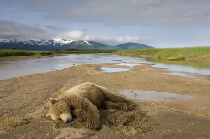 Framed Print : USA, Alaska, Katmai National Park, Brown Bear (Ursus arctos) resting in stream bed Framed Print : USA, Alaska, Katmai National Park, Brown Bear (Ursus arctos) resting in stream bed