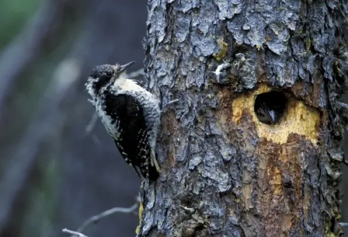 Framed Print : USA, Alaska, Katmai National Park. Female Three-Toed Woodpecker approaching nest in spruce tree Framed Print : USA, Alaska, Katmai National Park. Female Three-Toed Woodpecker approaching nest in spruce tree