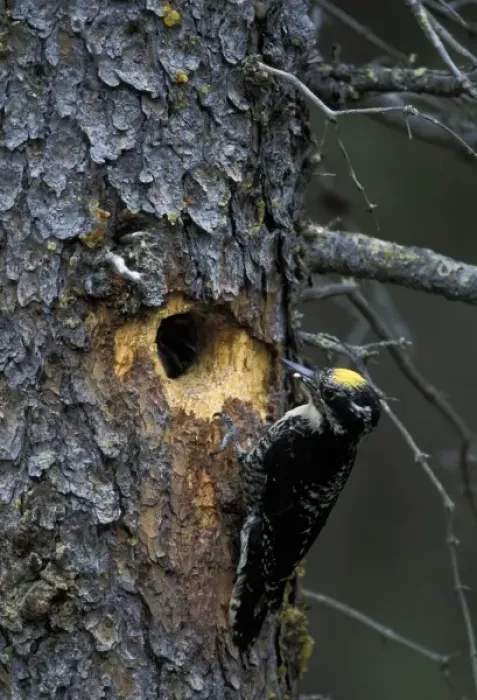 Framed Print : USA, Alaska, Katmai National Park. Female Three-Toed Woodpecker approaching nest in spruce tree Framed Print : USA, Alaska, Katmai National Park. Female Three-Toed Woodpecker approaching nest in spruce tree