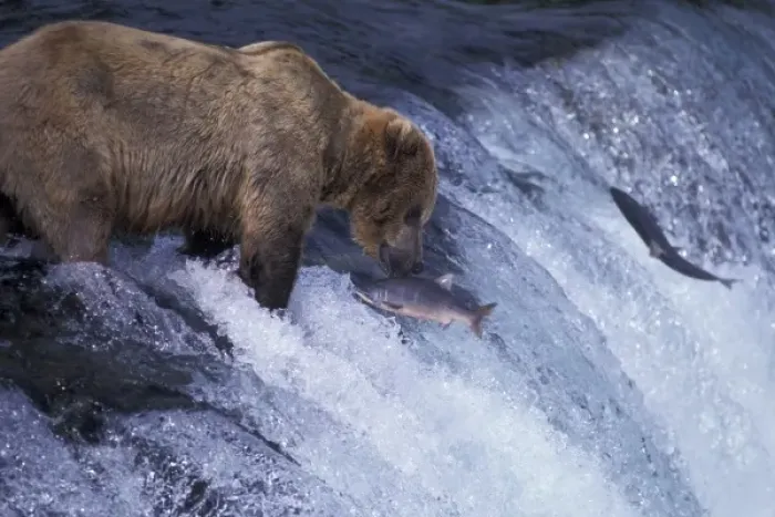 Framed Print : USA, Alaska, Katmai National Park, Brooks Falls. Alaskan Brown Bear feeding on spawning Framed Print : USA, Alaska, Katmai National Park, Brooks Falls. Alaskan Brown Bear feeding on spawning