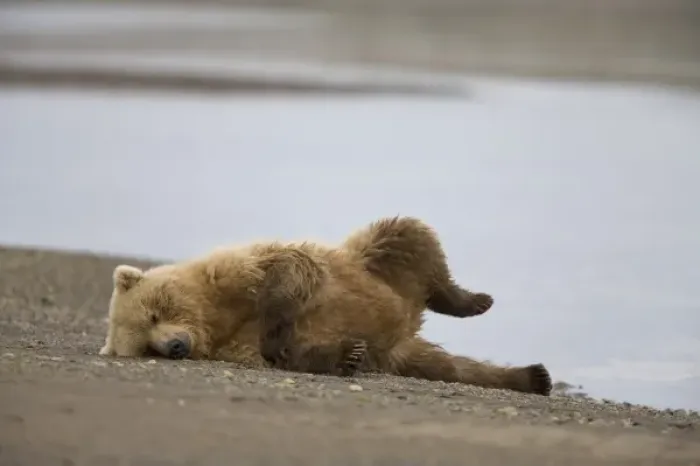 Framed Print : USA, Alaska, Katmai National Park, Brown Bear (Ursus arctos) resting on gravel river Framed Print : USA, Alaska, Katmai National Park, Brown Bear (Ursus arctos) resting on gravel river