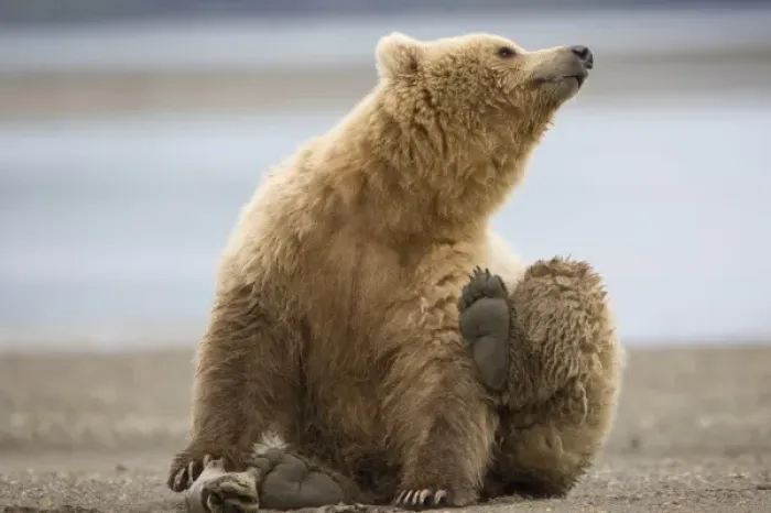 Framed Print : USA, Alaska, Katmai National Park, Brown Bear (Ursus arctos) scratching while sitting