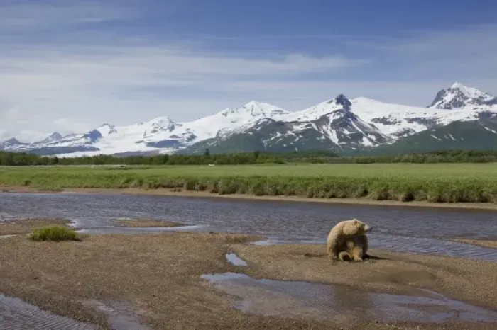 Framed Print : USA, Alaska, Katmai National Park, Brown bear (Ursus arctos) in stream along Hallo Bay Framed Print : USA, Alaska, Katmai National Park, Brown bear (Ursus arctos) in stream along Hallo Bay