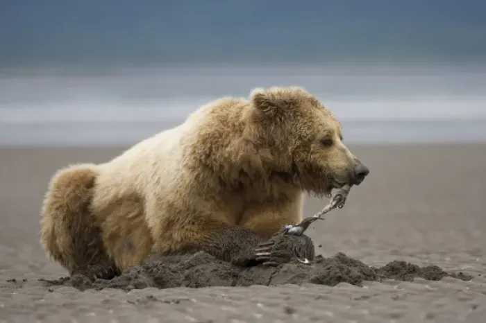 Framed Print : USA, Alaska, Katmai National Park, Brown Bear (Ursus arctos) digging for clams Framed Print : USA, Alaska, Katmai National Park, Brown Bear (Ursus arctos) digging for clams