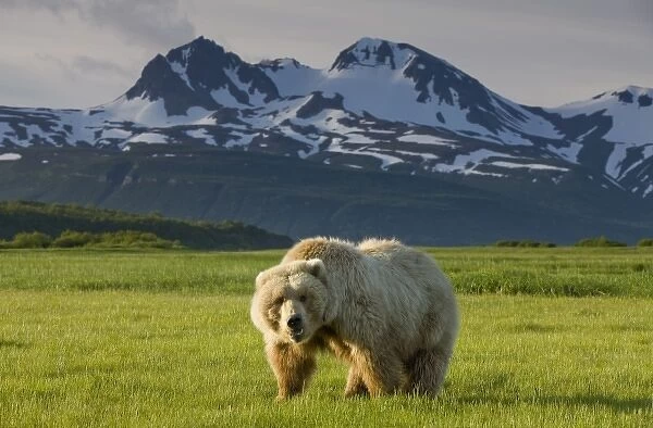USA, Alaska, Katmai National Park, Brown Bear (Ursus arctos) feeding in sedge grass