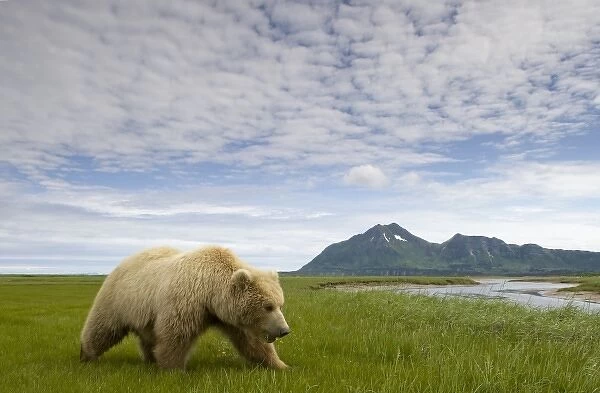 USA, Alaska, Katmai National Park, Brown Bear (Ursus arctos) feeding on sedge grass