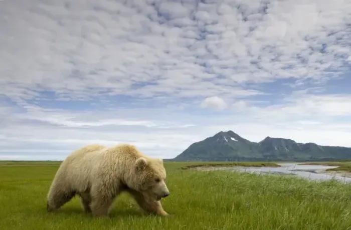 Framed Print : USA, Alaska, Katmai National Park, Brown Bear (Ursus arctos) feeding on sedge grass