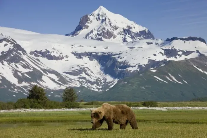 Framed Print : USA, Alaska, Katmai National Park, Brown Bear (Ursus arctos) feeding on sedge grass Framed Print : USA, Alaska, Katmai National Park, Brown Bear (Ursus arctos) feeding on sedge grass