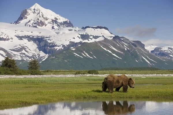USA, Alaska, Katmai National Park, Brown Bear (Ursus arctos) feeding on sedge grass