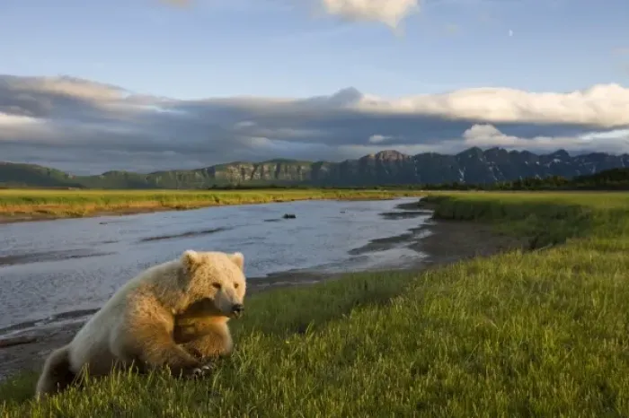 Framed Print : USA, Alaska, Katmai National Park, Brown Bear (Ursus arctos) resting along banks Framed Print : USA, Alaska, Katmai National Park, Brown Bear (Ursus arctos) resting along banks