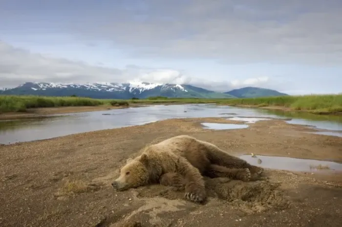 Framed Print : USA, Alaska, Katmai National Park, Brown Bear (Ursus arctos) resting in stream bed Framed Print : USA, Alaska, Katmai National Park, Brown Bear (Ursus arctos) resting in stream bed