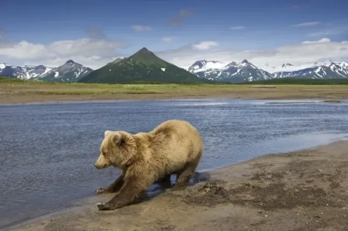 Framed Print : USA, Alaska, Katmai National Park, Brown Bear (Ursus arctos) stretches after waking Framed Print : USA, Alaska, Katmai National Park, Brown Bear (Ursus arctos) stretches after waking