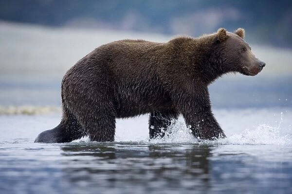 USA, Alaska, Katmai National Park, Brown Bear (Ursus arctos) wading in stream along