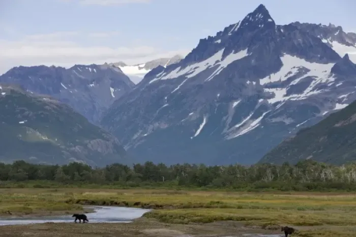 Framed Print : USA, Alaska, Katmai National Park, Brown Bear (Ursus arctos) walking along river