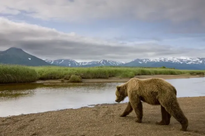 Framed Print : USA, Alaska, Katmai National Park, Brown Bear (Ursus arctos) walking along stream