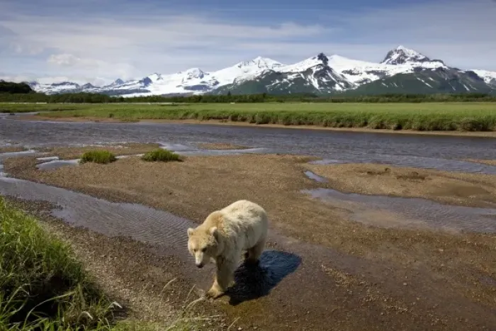 Framed Print : USA, Alaska, Katmai National Park, Brown Bear (Ursus arctos) walking in river bed Framed Print : USA, Alaska, Katmai National Park, Brown Bear (Ursus arctos) walking in river bed