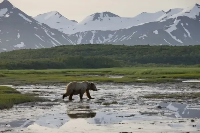 Framed Print : USA, Alaska, Katmai National Park, Brown Bear (Ursus arctos) walking through shallow Framed Print : USA, Alaska, Katmai National Park, Brown Bear (Ursus arctos) walking through shallow