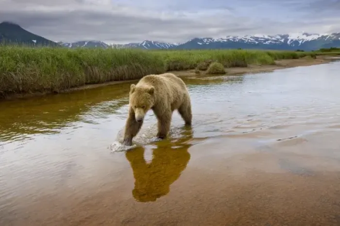 Framed Print : USA, Alaska, Katmai National Park, Brown Bear (Ursus arctos) walking through shallow