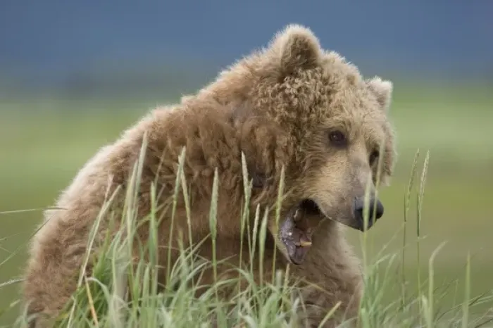 Framed Print : USA, Alaska, Katmai National Park, Brown Bear (Ursus arctos) yawns while feeding