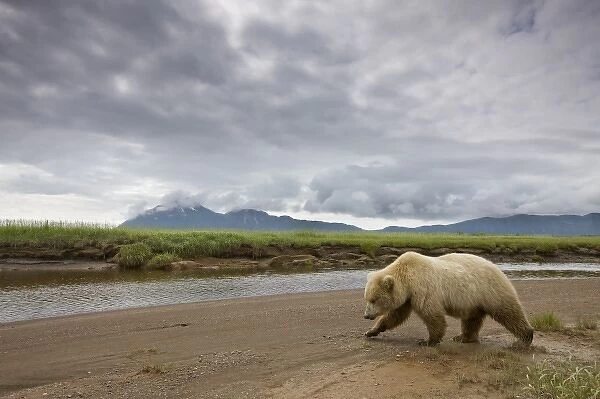 USA, Alaska, Katmai National Park, Brown Bear (Ursus arctos) walking toward stream