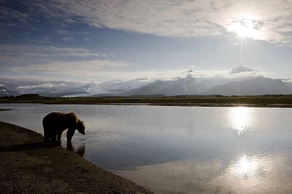 USA, Alaska, Katmai National Park, Brown Bears (Ursus arctos) drinking from river