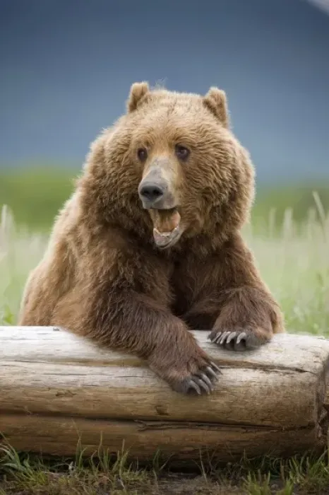 Framed Print : USA, Alaska, Katmai National Park, Brown Bear (Ursus arctos) yawns while resting