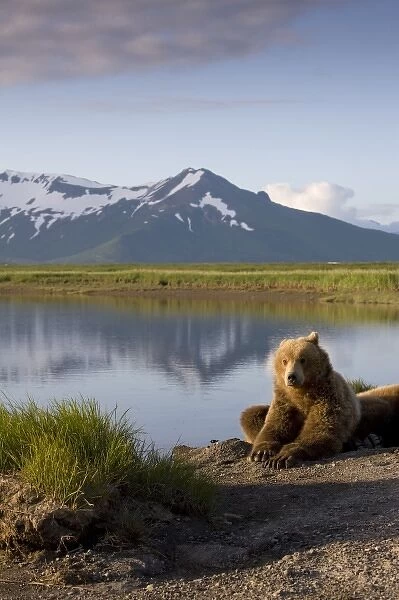 USA, Alaska, Katmai National Park, Brown Bears (Ursus arctos) resting along river
