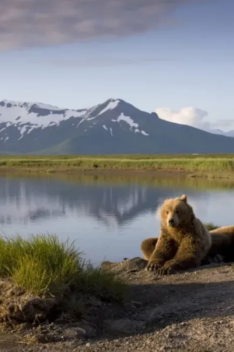 Framed Print : USA, Alaska, Katmai National Park, Brown Bears (Ursus arctos) resting along river Framed Print : USA, Alaska, Katmai National Park, Brown Bears (Ursus arctos) resting along river