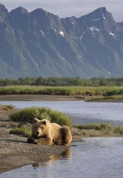 USA, Alaska, Katmai National Park, Brown Bears (Ursus arctos) resting by stream along