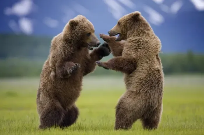 Framed Print : USA, Alaska, Katmai National Park, Brown Bears (Ursus arctos) sparring in meadow