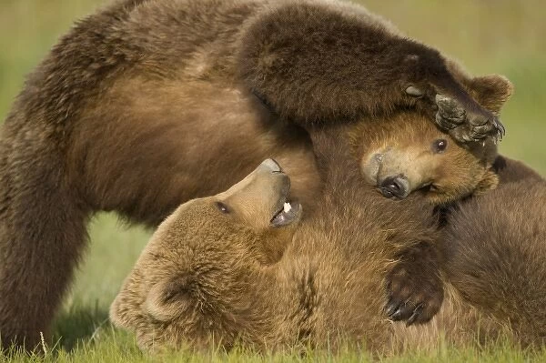 USA, Alaska, Katmai National Park, Brown Bears (Ursus arctos) sparring in meadow