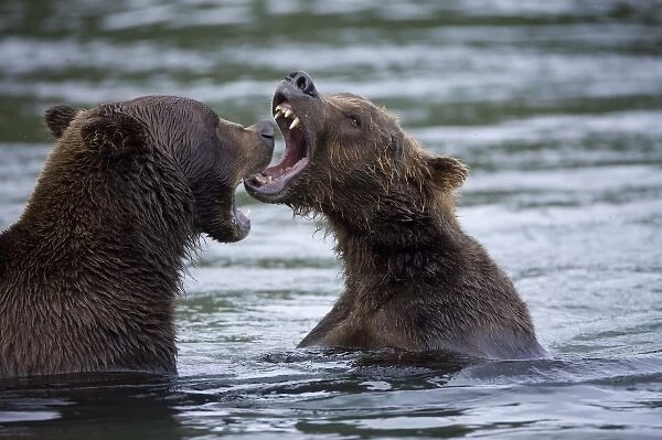 USA, Alaska, Katmai National Park, Brown Bears (Ursus arctos) sparring in shallow