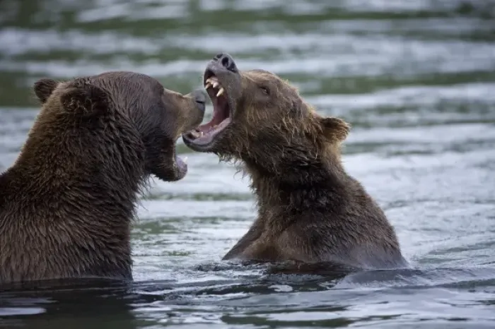 Framed Print : USA, Alaska, Katmai National Park, Brown Bears (Ursus arctos) sparring in shallow Framed Print : USA, Alaska, Katmai National Park, Brown Bears (Ursus arctos) sparring in shallow