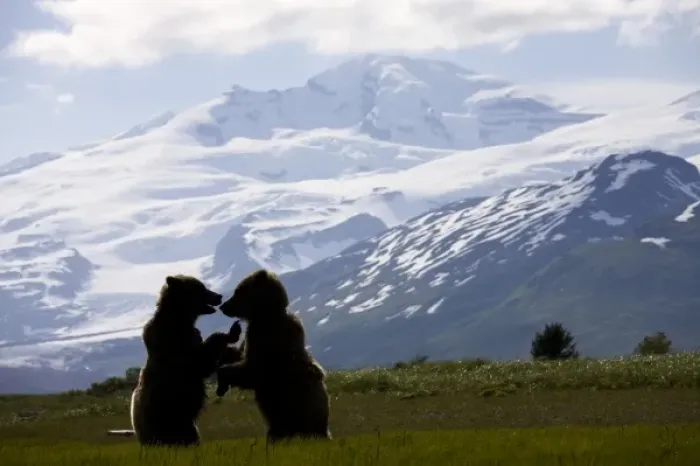 Framed Print : USA, Alaska, Katmai National Park, Brown Bears (Ursus arctos) sparring under glacier-covered Framed Print : USA, Alaska, Katmai National Park, Brown Bears (Ursus arctos) sparring under glacier-covered