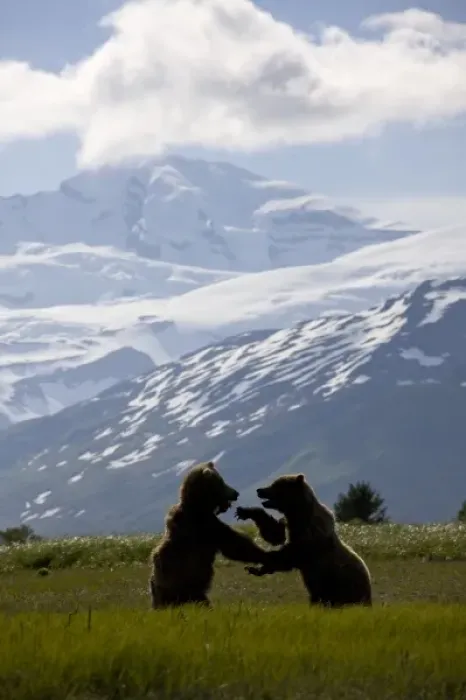 Framed Print : USA, Alaska, Katmai National Park, Brown bears (Ursus arctos) sparring under glacier-covered Framed Print : USA, Alaska, Katmai National Park, Brown bears (Ursus arctos) sparring under glacier-covered