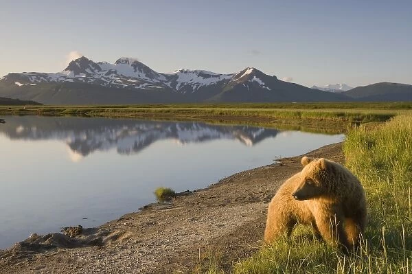 USA, Alaska, Katmai National Park, Brown Bears (Ursus arctos) standing along river
